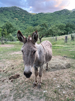 Gentiâne à Vialas
