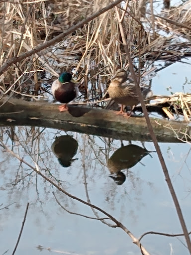 Park «Bass Lake Park», reviews and photos, 3450 Glenhurst Ave, Minneapolis, MN 55416, USA