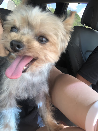 Pet Store «Downtown Pawz», reviews and photos, 1623 Main St #106, Dallas, TX 75201, USA