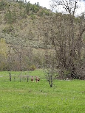 Ponderosa Breeze