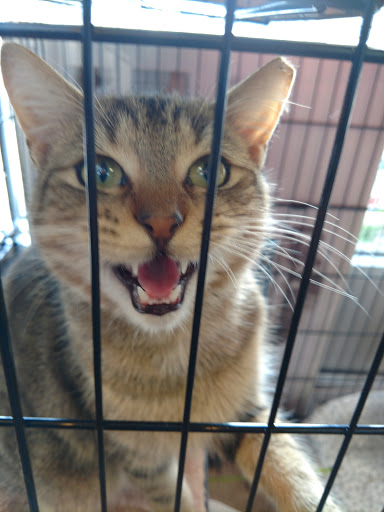 Pet Supply Store «Pet Valu», reviews and photos, 1596 Union Tpke, New Hyde Park, NY 11040, USA