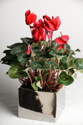 Florist «Flowers in Flight», reviews and photos, 1413 NE Alberta St, Portland, OR 97211, USA