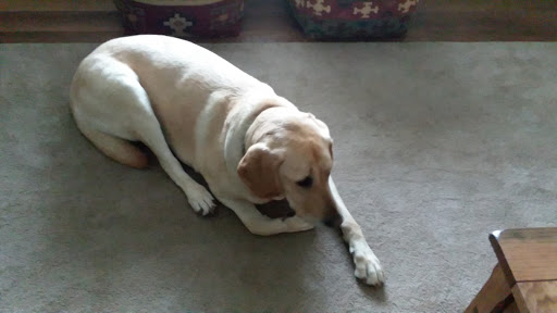 Pet Supply Store «PetSmart», reviews and photos, 271 New Rd, Somers Point, NJ 08244, USA