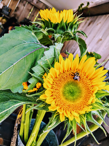 Farm «White Barn Farm», reviews and photos, 458 South St, Wrentham, MA 02093, USA