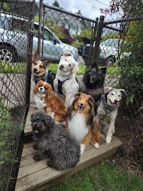 Coral's Sea Dawgs - Photo 9 - Car repair in Seattle, WA, Bellevue