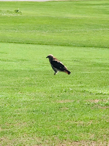 Public Golf Course «Falls Road Golf Course», reviews and photos, 10800 Falls Rd, Potomac, MD 20854, USA