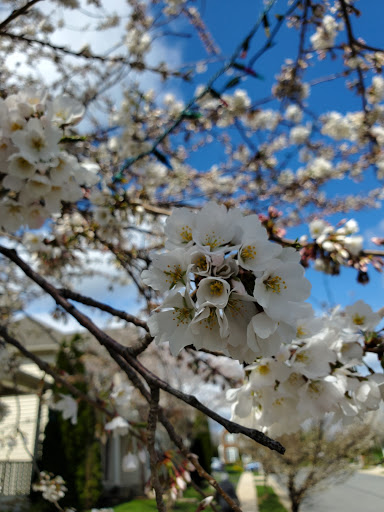 Park «Gough Park», reviews and photos, 9300 Honeygo Blvd, Perry Hall, MD 21128, USA