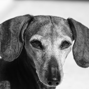 Boutique «Fetching Canine Grooming and Boutique», reviews and photos, 1490 W State Rd 434, Longwood, FL 32750, USA