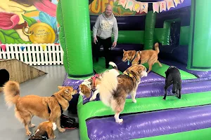 Dogs Go Social Day Care Centre image