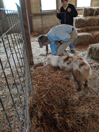 Liberty Hill Pet Resort