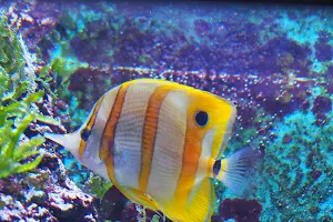 Aquarium image