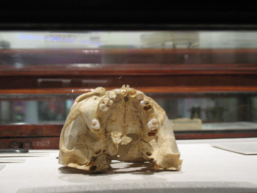 Museum «National Museum of Health and Medicine», reviews and photos, 2500 Linden Ln, Silver Spring, MD 20910, USA