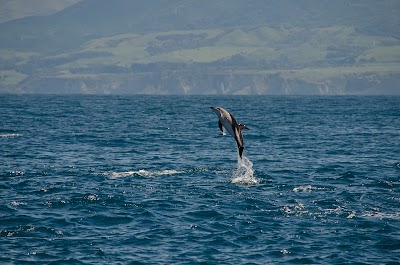 Photos of Dive Kaikoura