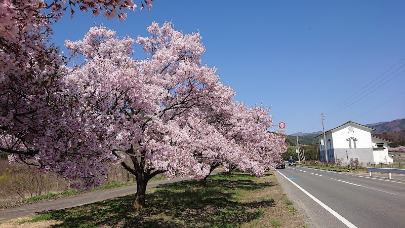 三峰川沿い桜並木
