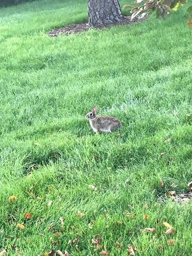 Park «Vogelei Park & Barn», reviews and photos, 650 W Higgins Rd, Hoffman Estates, IL 60169, USA