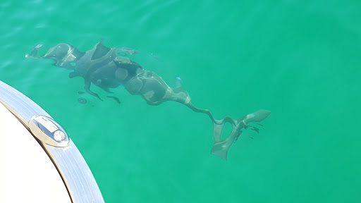 Tourist Attraction «Shell Island Beach», reviews and photos, 4607 State Park Ln, Panama City, FL 32408, USA