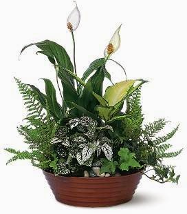 Florist «Bothell Florist», reviews and photos, 10021 NE 183rd St, Bothell, WA 98011, USA