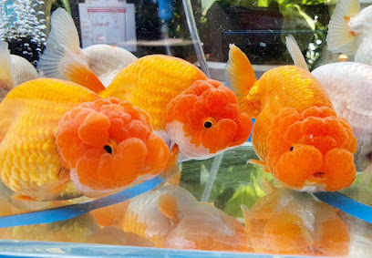 แสนดี ปลาทอง Sandee Goldfish Farm