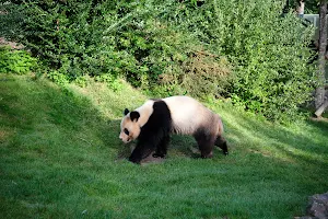 Enclos extérieurs des Pandas géants image