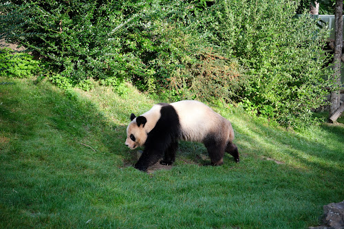 Enclos extérieurs des Pandas géants à Seigy