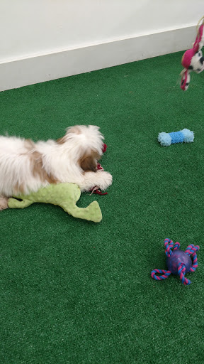 Pet Store «AA Ridgewood Kennels II», reviews and photos, 5401 Lincoln Hwy, Gap, PA 17527, USA