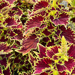 Photo n°14 de l'avis de Thiro.h fait le 16/08/2023 à 20:28 sur le  Hotel João Capela à Aveiro