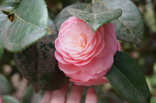 Garden «Wing Haven», reviews and photos, 248 Ridgewood Ave, Charlotte, NC 28209, USA