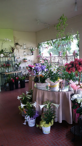 Dried flower shop Santa Rosa