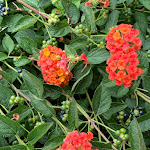 Photo n°6 de l'avis de Gianpaolo.e fait le 14/05/2019 à 16:02 sur le  Casa per ferie “M. Domenica Barbantini” à Rome