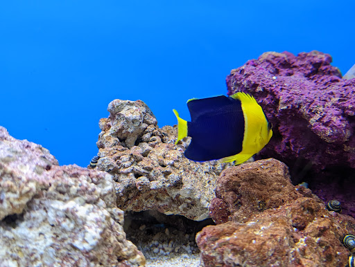 Pet Supply Store «Petco Animal Supplies», reviews and photos, 22 Peninsula Center, Rolling Hills Estates, CA 90274, USA