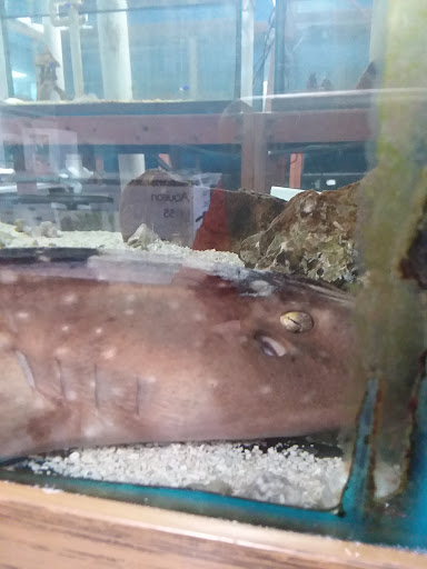 Pet Store «Exotic Fish», reviews and photos, 406 Northside Dr # F, Valdosta, GA 31602, USA