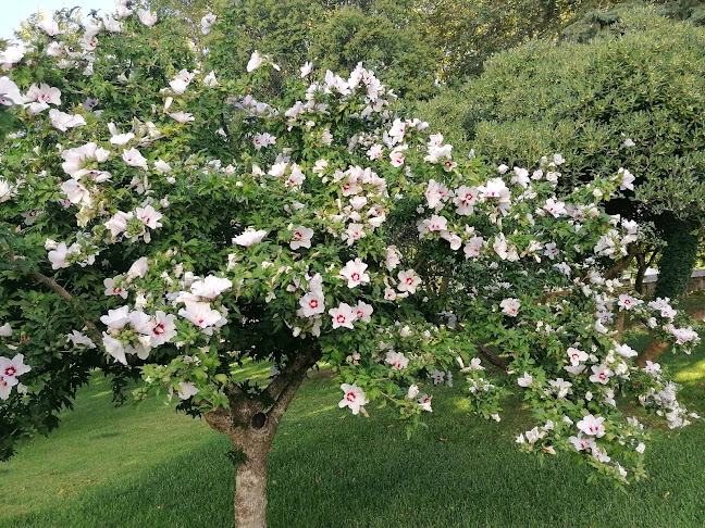 Avaliações doJardim da Corredoura em Portalegre - Jardinagem