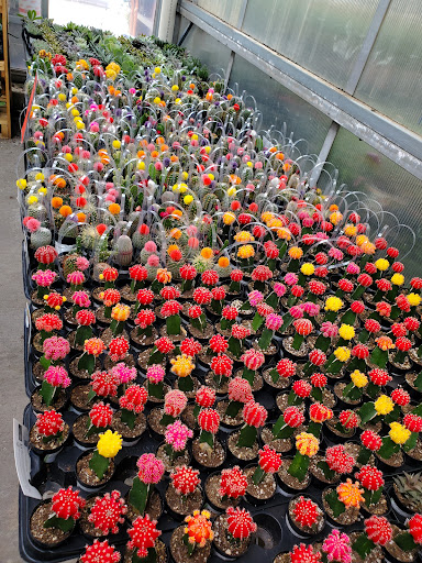 Home Improvement Store «The Home Depot», reviews and photos, 4901 Capital Blvd, Raleigh, NC 27616, USA