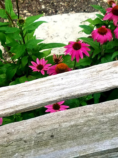 Learning Center «Sagawau Environmental Learning Center», reviews and photos, 12545 111th St, Lemont, IL 60439, USA