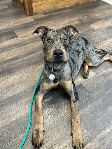 Edgefield Veterinary Clinic image