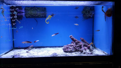 Pet Supply Store «Sea Level Aquarium», reviews and photos, 28 US-46, Pine Brook, NJ 07058, USA