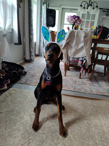 Pet Supply Store «PetSmart», reviews and photos, 467 Cross Keys Rd, Sicklerville, NJ 08081, USA