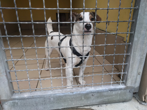 Dog adoption places in Nuremberg