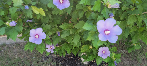 Park «Gabe Nesbitt Community Park», reviews and photos, 7001 Eldorado Pkwy, McKinney, TX 75070, USA