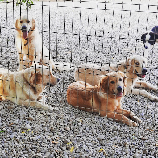 Dog Resort Pensiune Canina