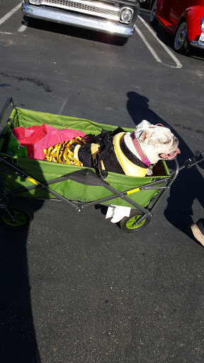 Pet Supply Store «Petco Animal Supplies», reviews and photos, 5481 Lone Tree Way, Brentwood, CA 94513, USA