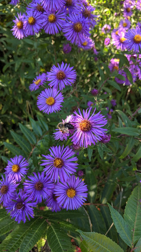 Park «Prestemon Park», reviews and photos, 3900 NE McKinley St, Columbia Heights, MN 55421, USA