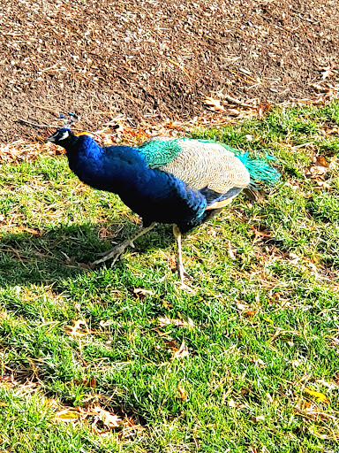 Pet Supply Store «Mid Cape Pet and Seed Supply», reviews and photos, 515 Station Ave, South Yarmouth, MA 02664, USA