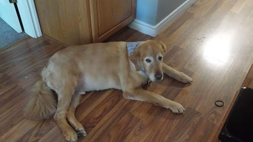 Pet Groomer «Ufuri Pet Salon», reviews and photos, 235 Huron Ave, Port Huron, MI 48060, USA