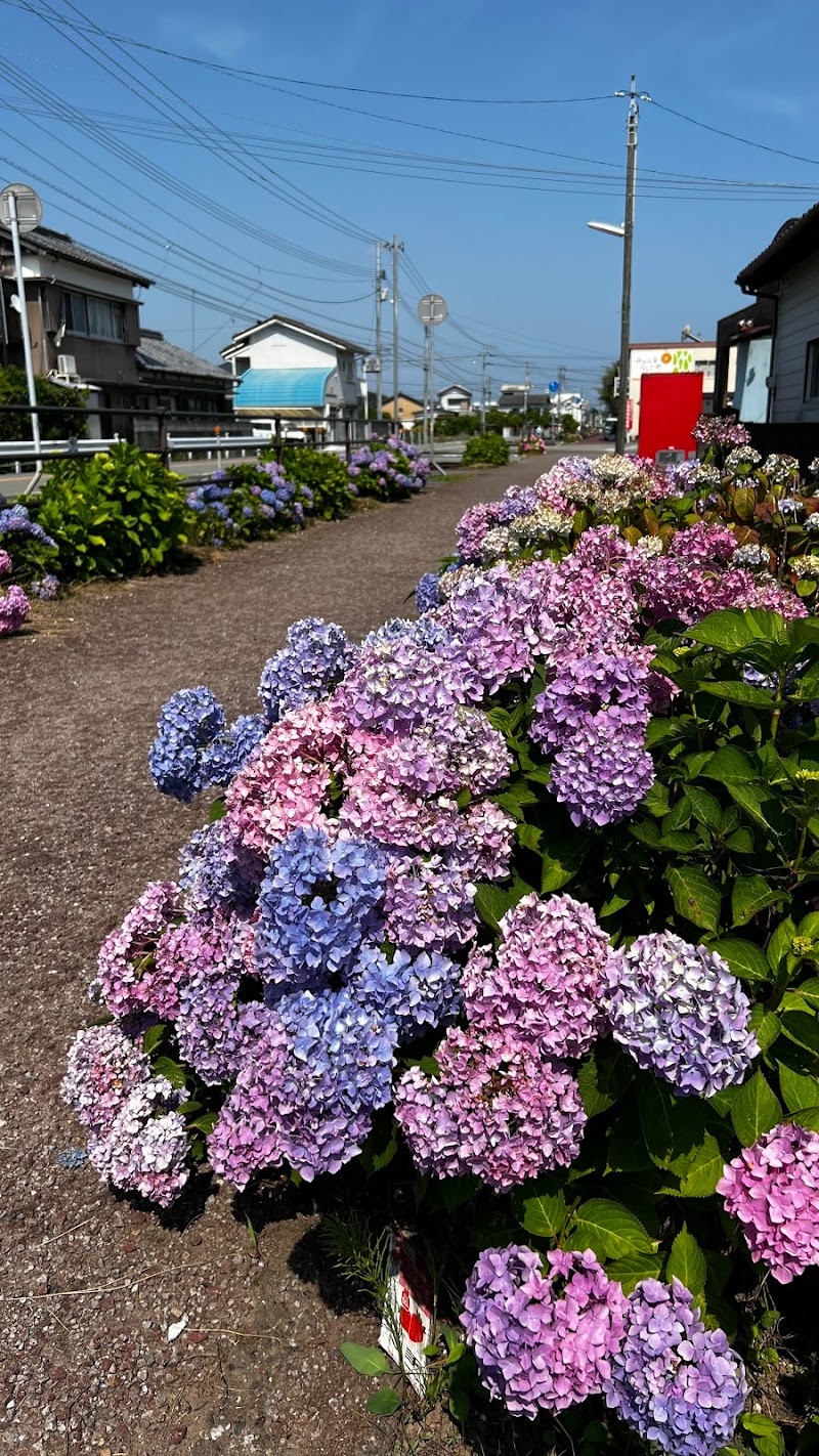 あじさい街道