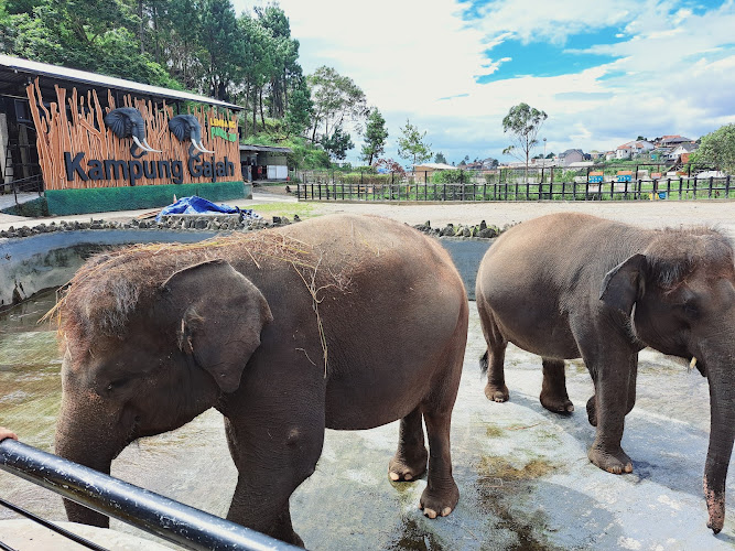 10 Kebun Binatang di Jawa Barat yang Menarik untuk Dikunjungi