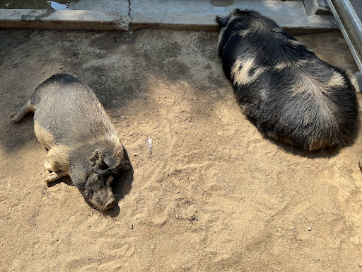 Park «Montebello Barnyard Zoo», reviews and photos, 600 Rea Dr, Montebello, CA 90640, USA