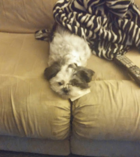 Pet Store «Liberty Agway Pet Center», reviews and photos, 11 Bon Jovi Ln, Liberty, NY 12754, USA