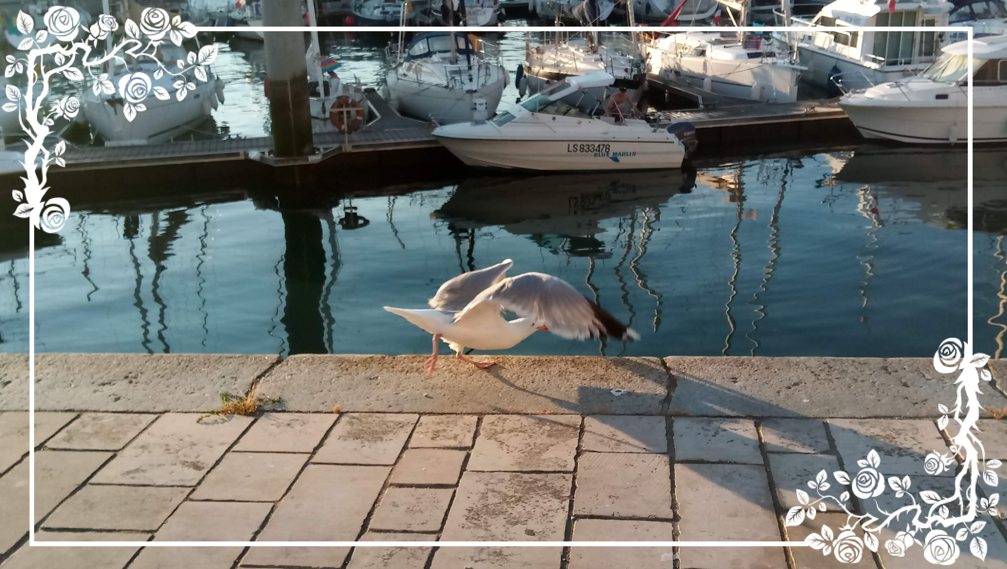 Photo n° 5 de l'avis de Flore.e fait le 02/07/2018 à 10:03