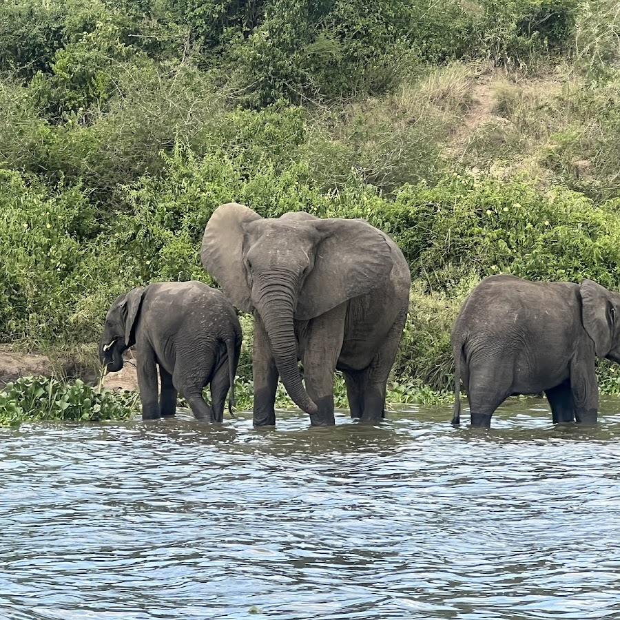 Katella Uganda Safaris